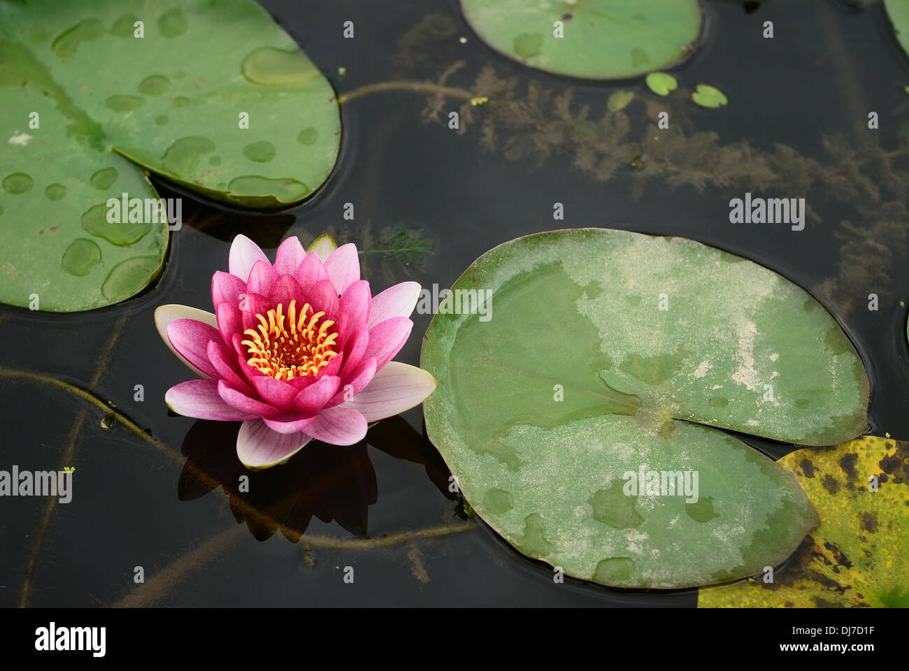 Der teich aus nektar Fotos und Bildmaterial in hoher Auflösung Alamy
