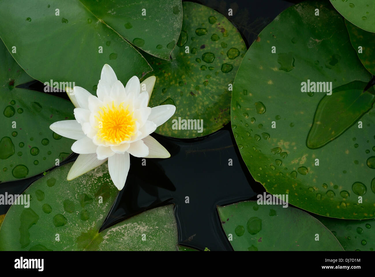 weißer Lotus auf dem Teich Stockfoto