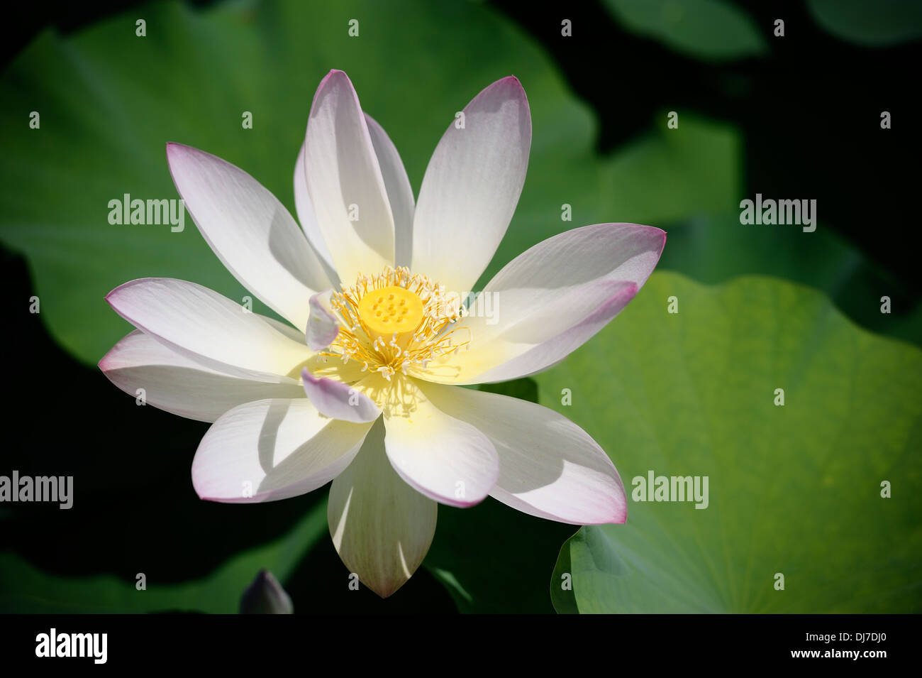 Weißer Lotus Stockfoto
