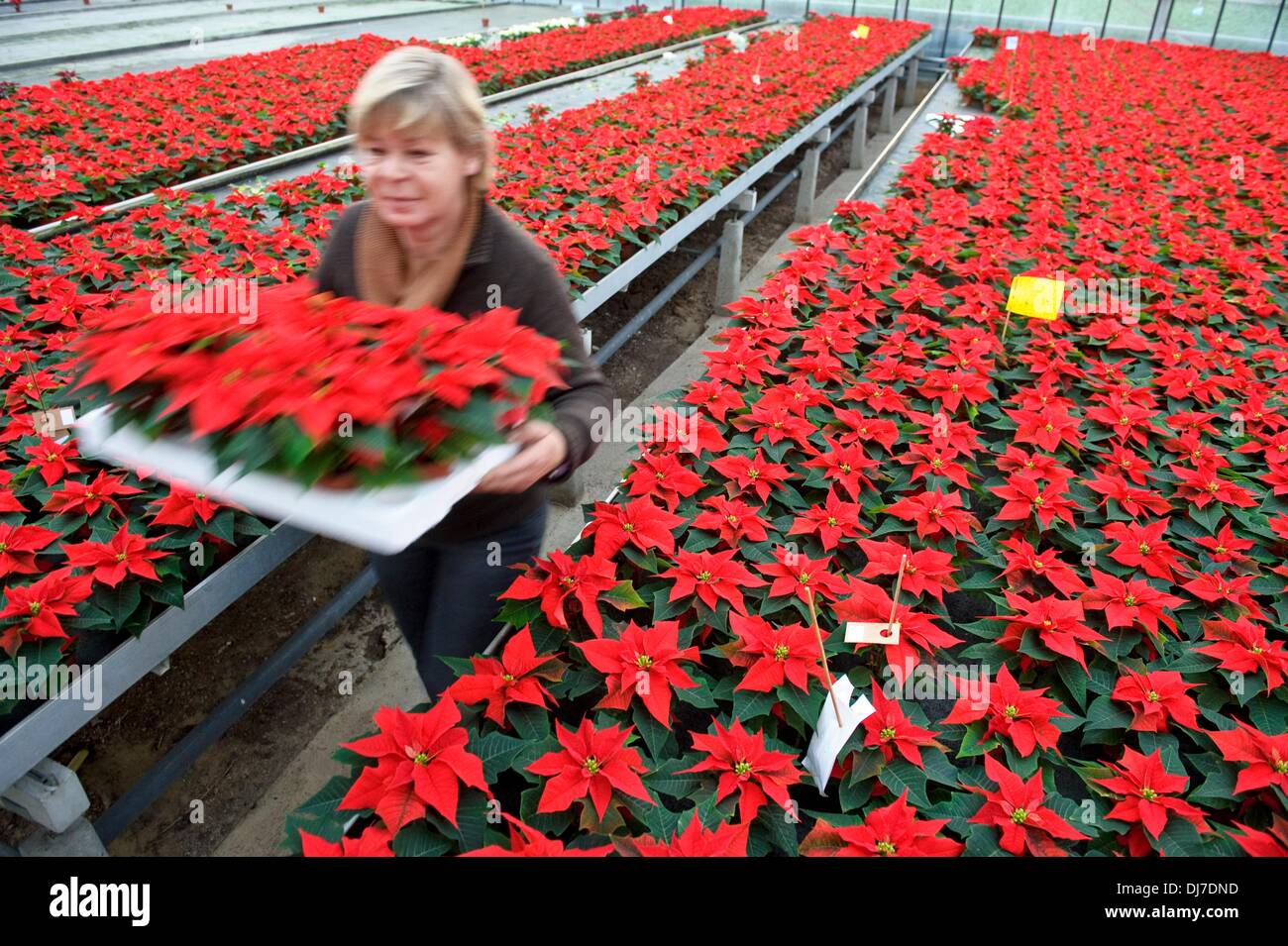 800 blumen Fotos und Bildmaterial in hoher Auflösung Alamy
