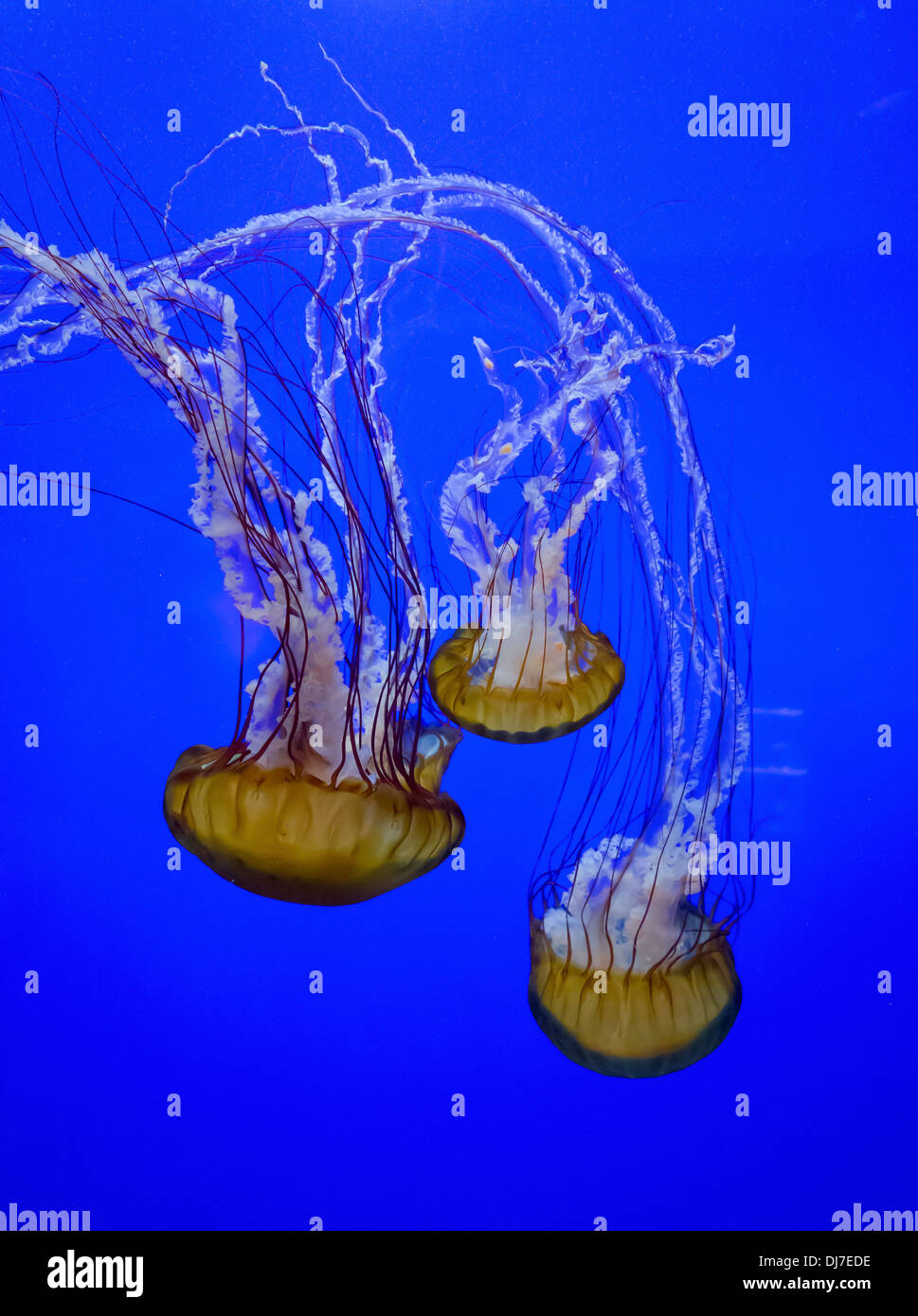 Schwimmen-Quallen in einem Aquarium vor einem blauen Hintergrund Stockfoto