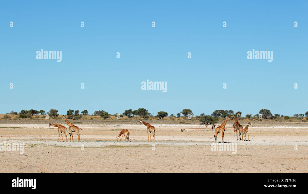 Gruppe von Giraffen (Giraffa Plancius) an einer Wasserstelle, Kalahari, Südafrika Stockfoto