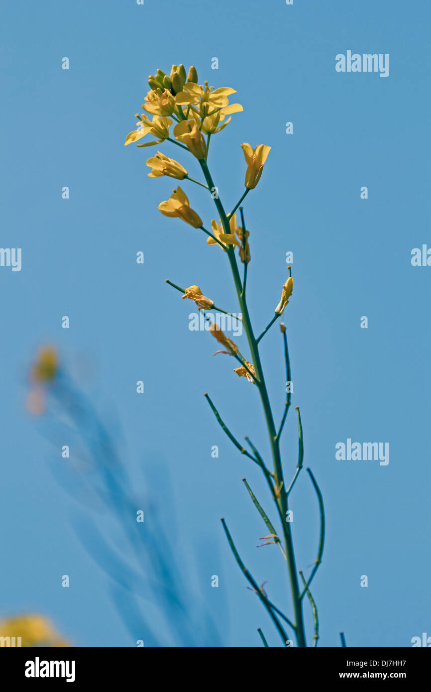 Pflanze Brassica Nigra, schwarzer Senf mit Blüten und Schoten, Maharashtra, Indien Stockfoto