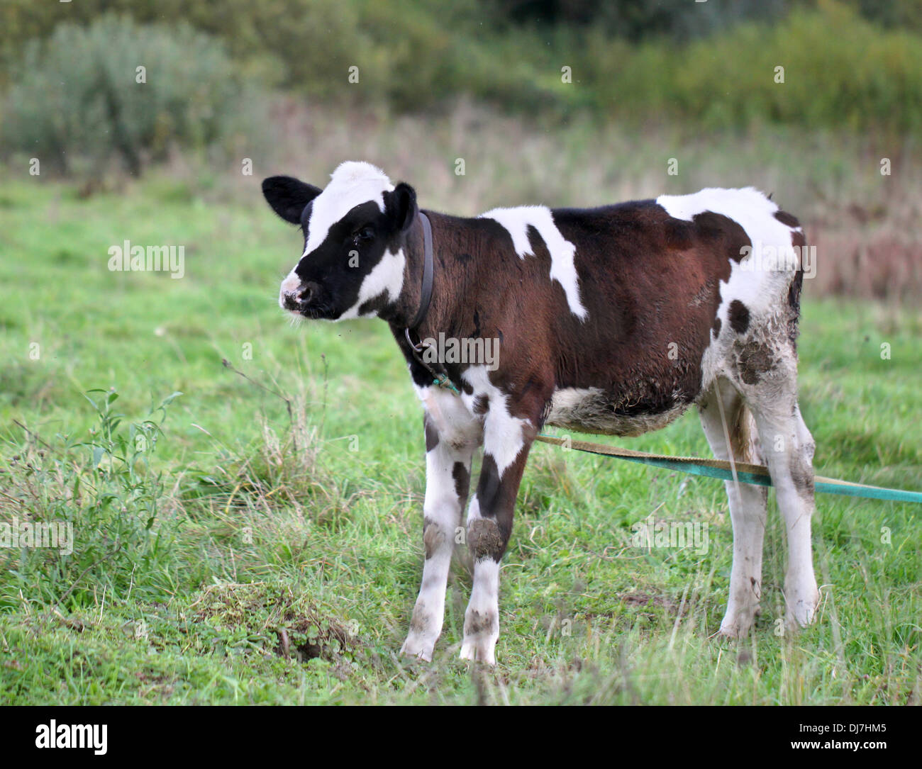 Holstein friesian bull Fotos und Bildmaterial in hoher Auflösung Alamy