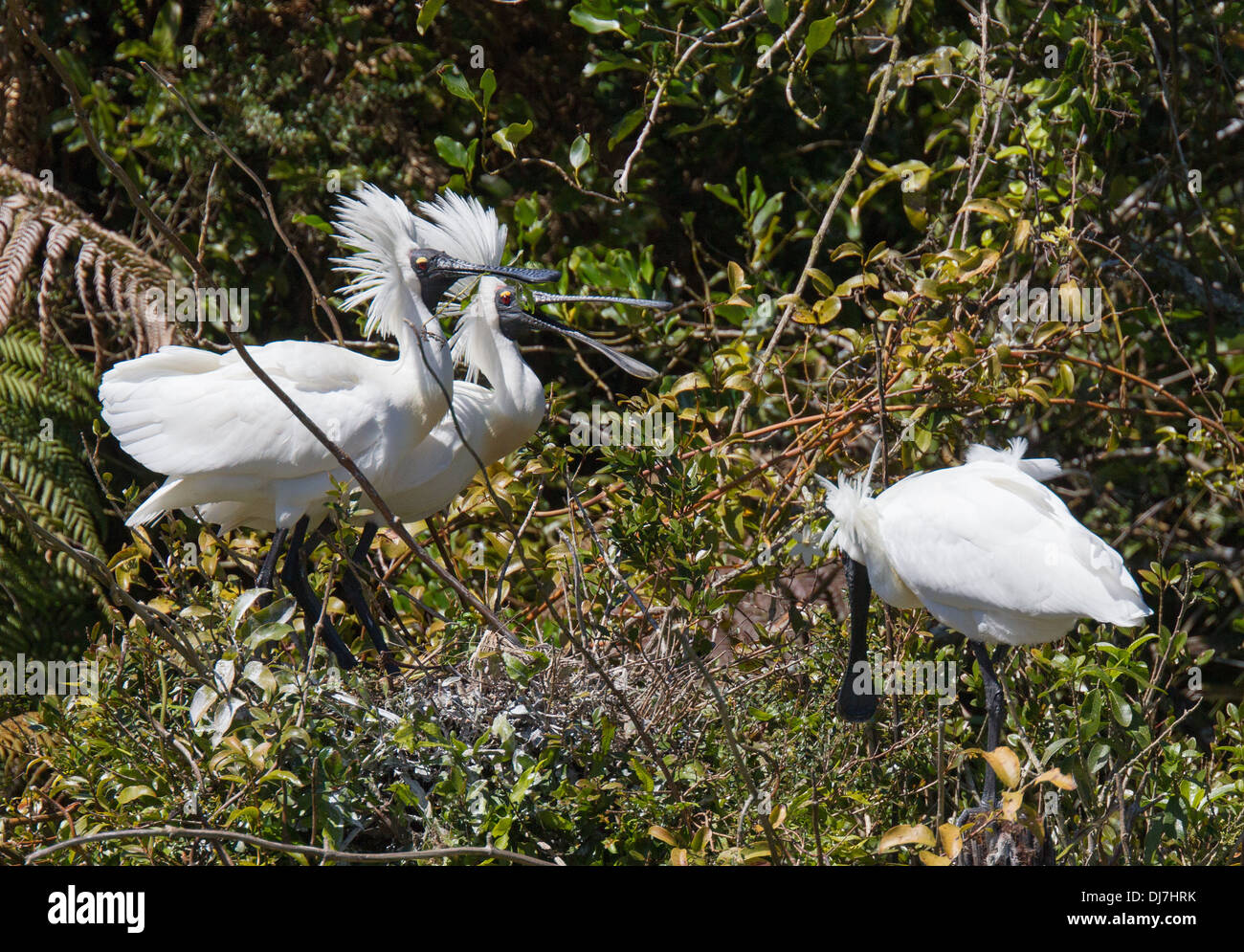 Königliche Löffler Platalea Regia Gould, 1838 Stockfoto