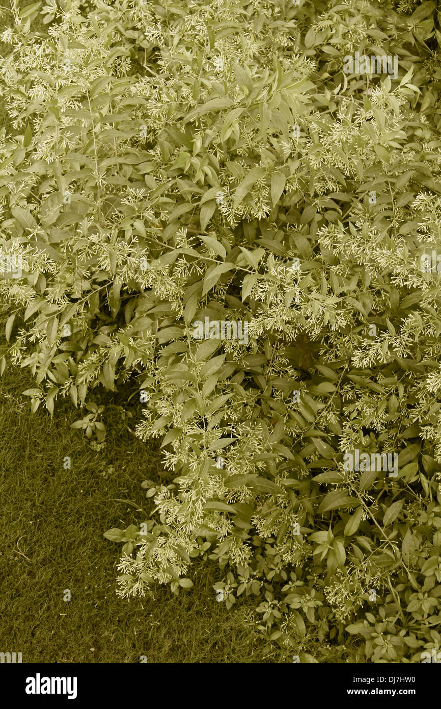 Nacht blüht Jasmin Nacht duftende Jessamine, Königin der Nacht, Cestrum nocturnum Stockfoto