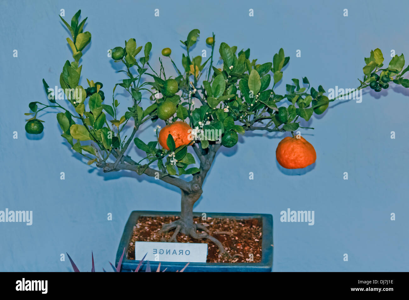 Bonsai-Pflanze Orange Frchte, saure Orange, Sevilla-orange Stockfotografie  - Alamy
