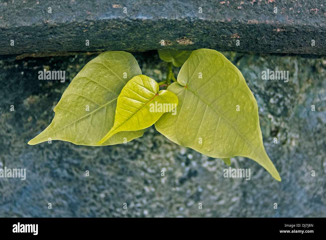 Eine junge Pflanze Ficus Religiosa Stockfoto