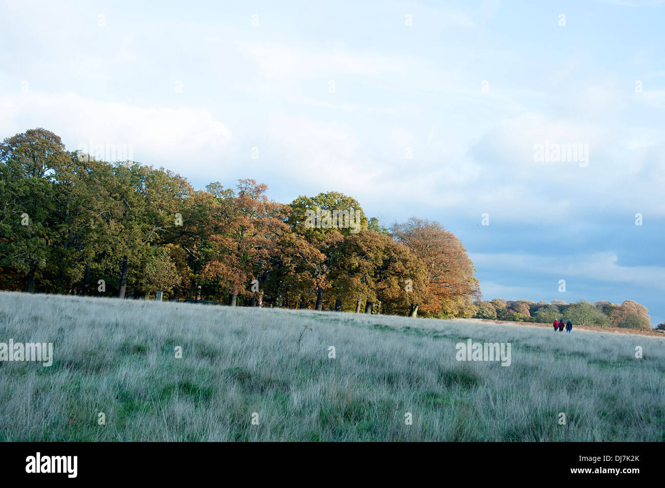 Genießen Sie einen Herbst-Spaziergang im Richmond Park in London. Stockfoto
