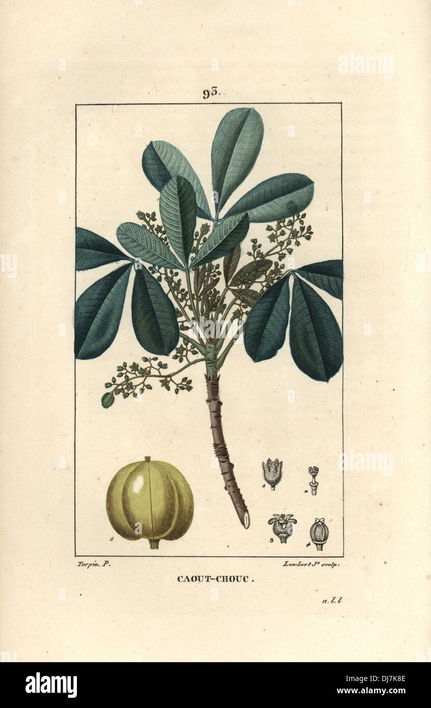 Indien-Gummibaum, Hevea Guianensis. Stockfoto