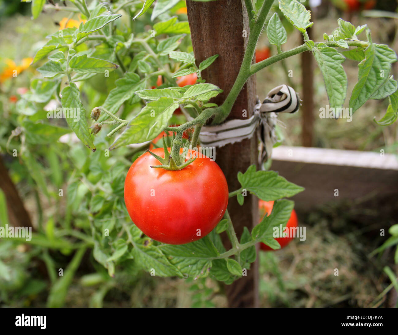 Tomatenpflanze Stockfoto