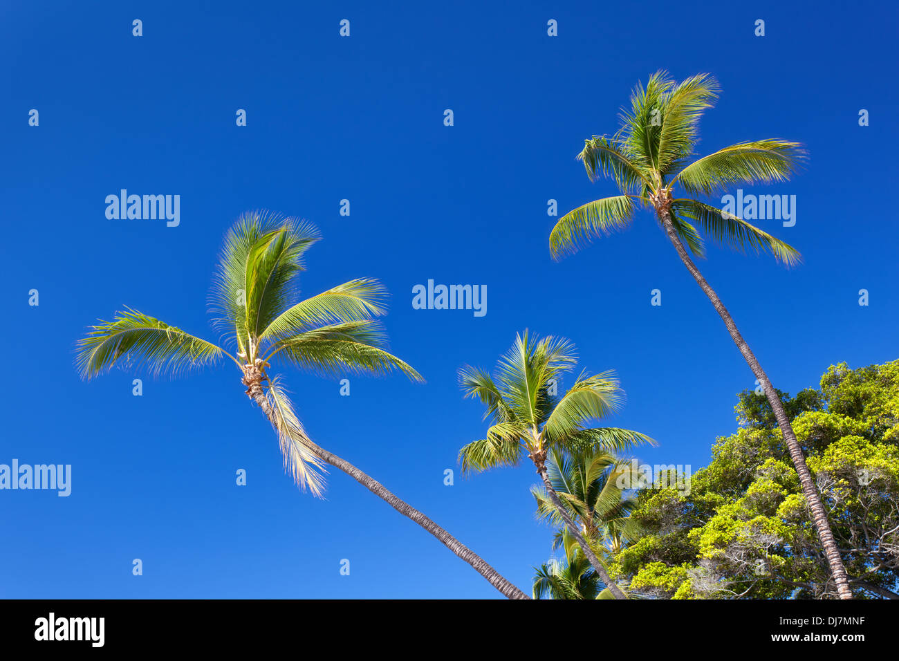 Palmen am Strand von Lahaina auf Maui, Hawaii. Stockfoto