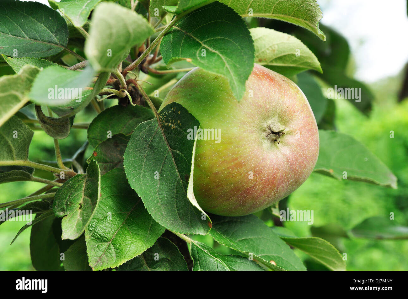 ein rot-grüner Apfel auf dem Baum Stockfoto