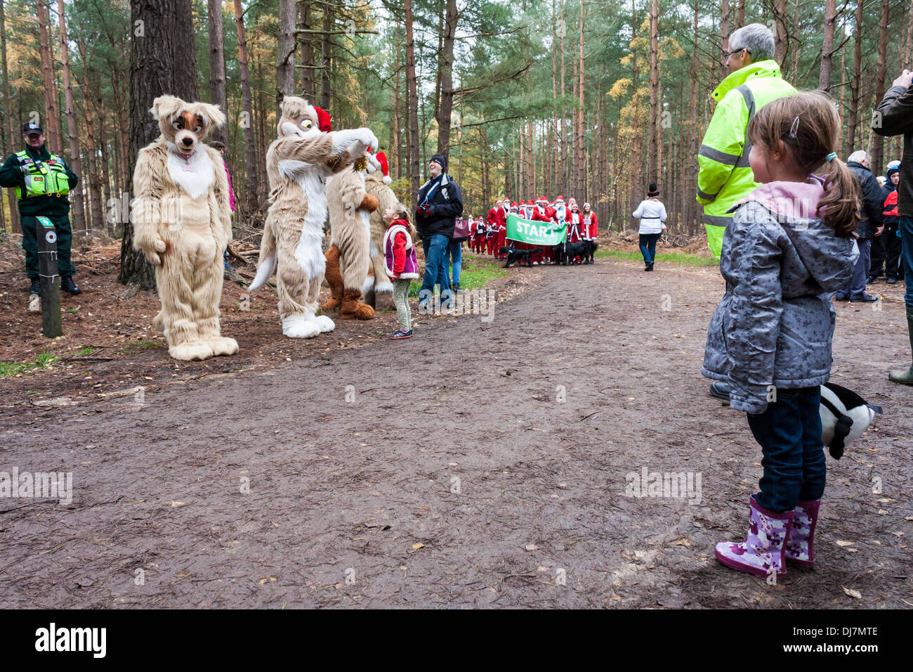 Hunderte von Benefizveranstaltungen gekleidet wie Weihnachtsmänner in der jährlichen "Santa Dash" um Geld für die Themse Hospiz Stiftung laufen. Phänomen Wald, Bracknell, Berkshire, England, GB, UK Stockfoto