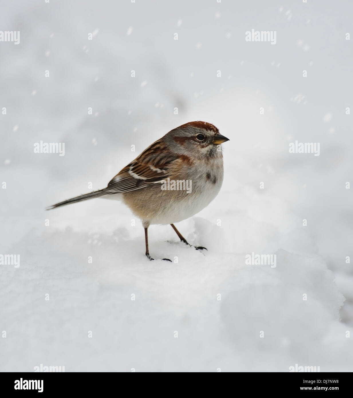 Winterzeit und ein Spatz im Schnee Stockfoto