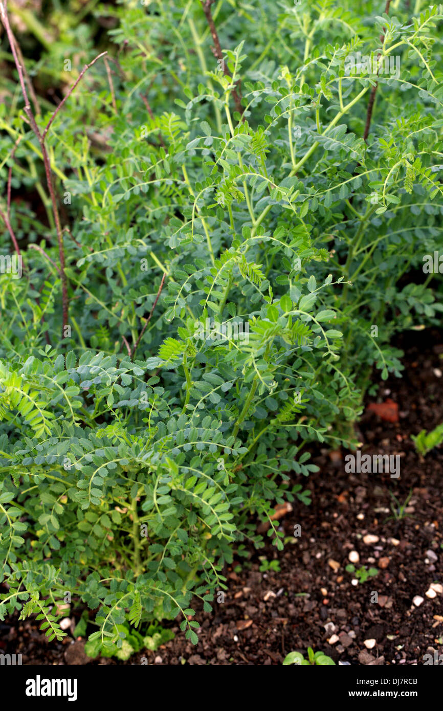 Kichererbse, Cicer Arietinum, Fabaceae. Andere häufige Namen enthalten Garbanzo Bohnen, Ceci Bohne, Sanagalu, Channa und Bengal Gramm. Stockfoto