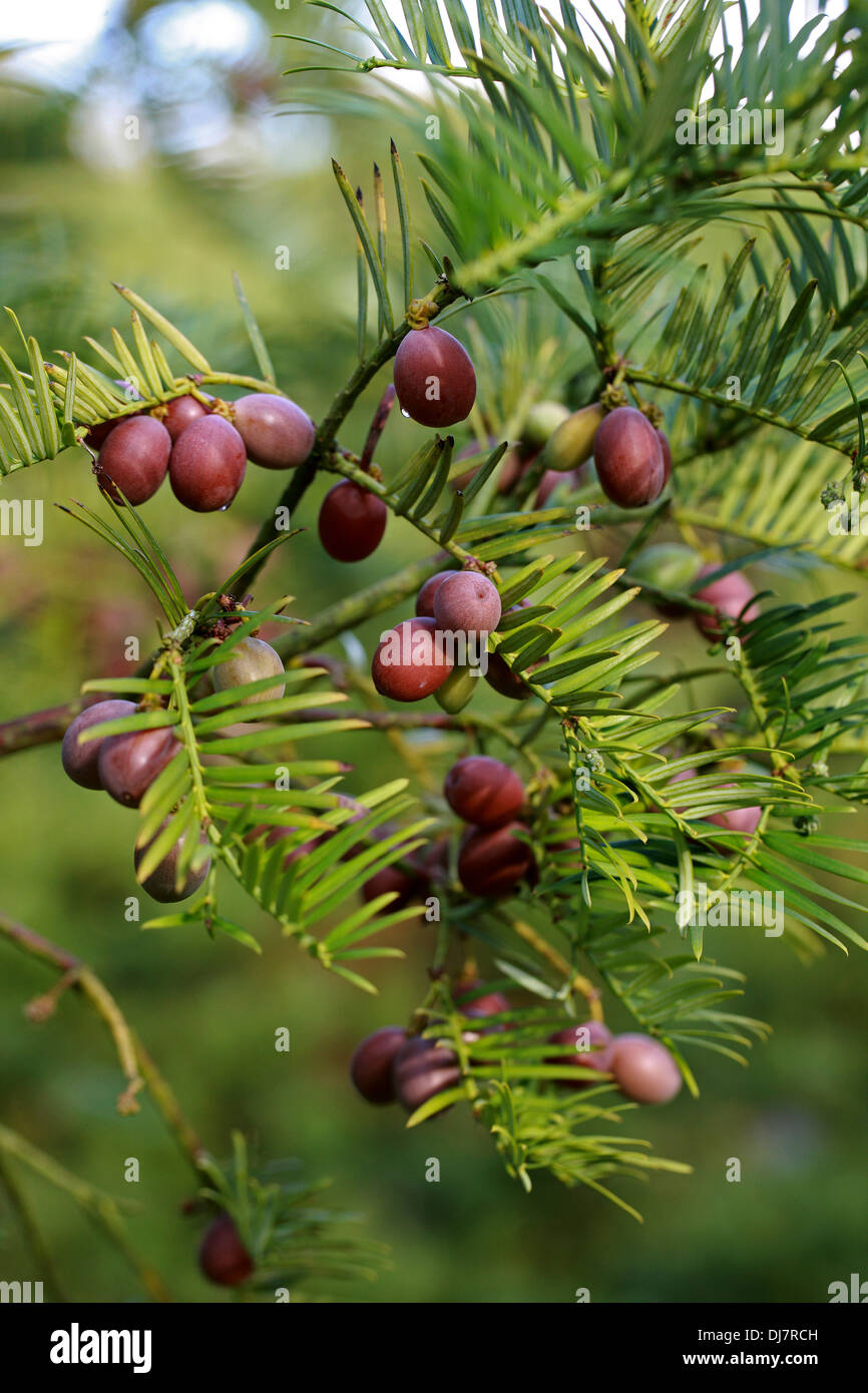 Eibe bltter -Fotos und -Bildmaterial in hoher Auflsung  Alamy