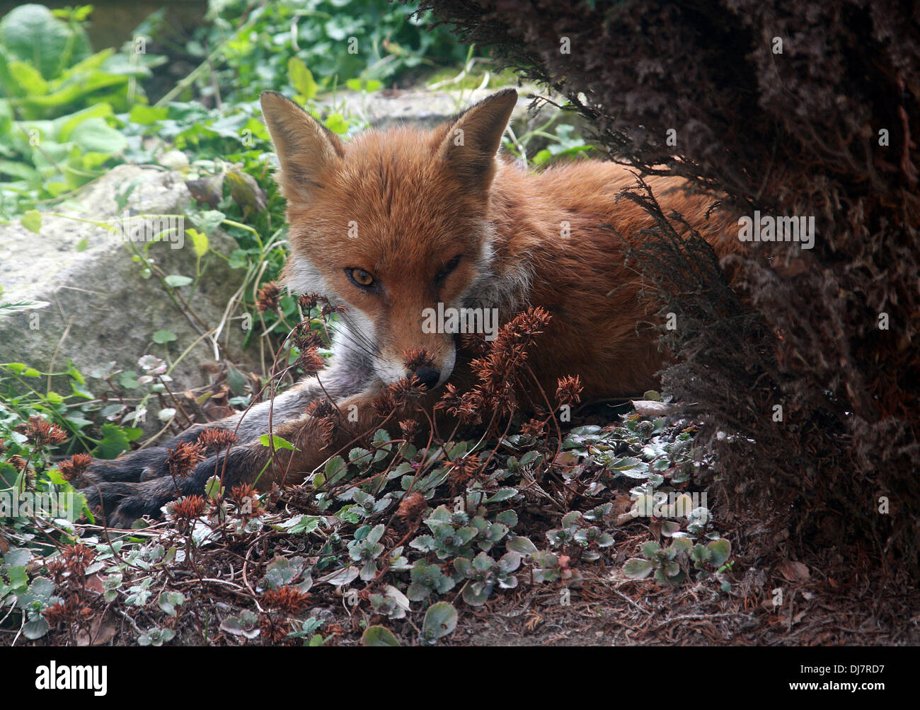 Europäischer roter Fuchs Vulpes Vulpes Crucigera. Faulenzen in einem Vorstadt-Garten. Stockfoto