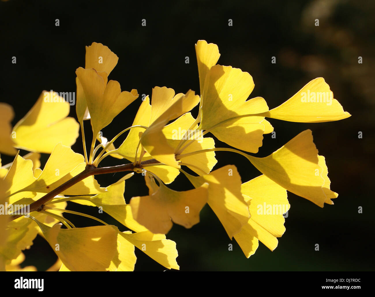 Tausend-Baum, Ginkgo Biloba, Ginkgoaceae. Süd-Ost-China. Im Herbst Farbe. Stockfoto