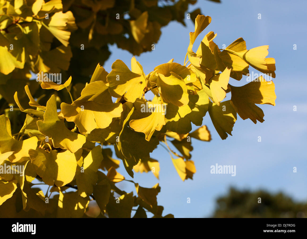 Tausend-Baum, Ginkgo Biloba, Ginkgoaceae. Süd-Ost-China. Im Herbst Farbe. Stockfoto