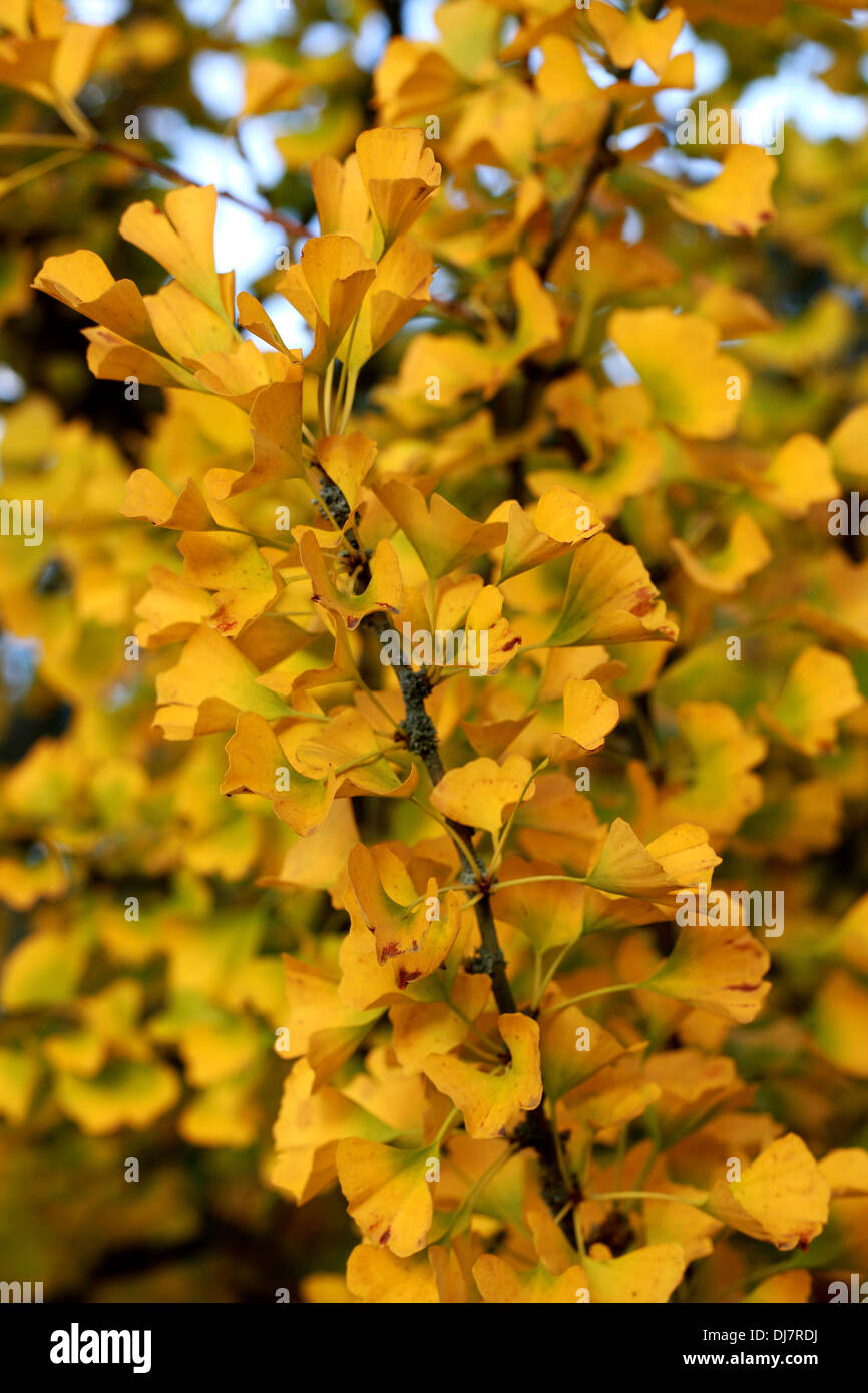 Tausend-Baum, Ginkgo Biloba, Ginkgoaceae. Süd-Ost-China. Im Herbst Farbe. Stockfoto