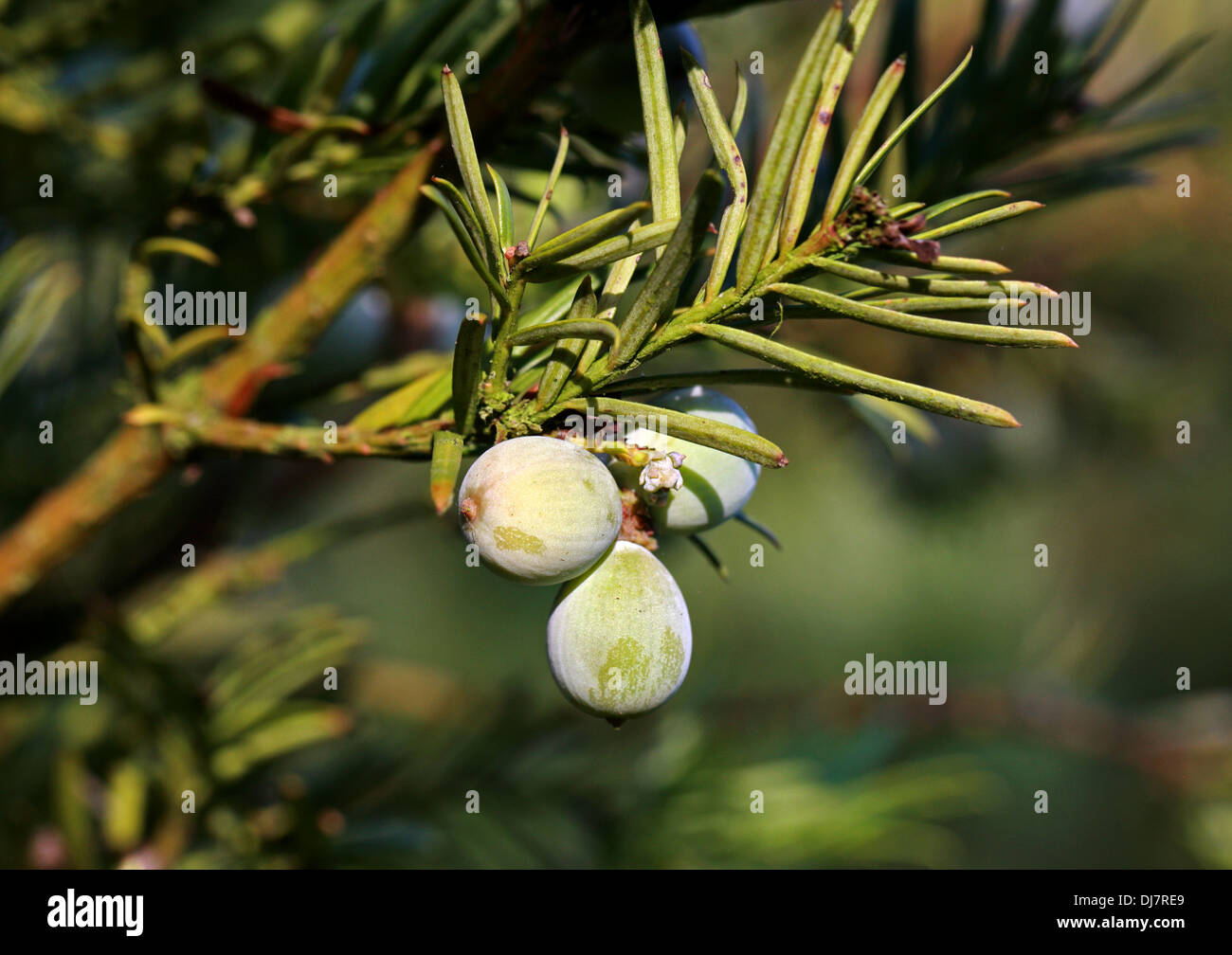 Japanische Pflaume Eibe oder Cowtail Kiefer, Cephalotaxus Harringtonii