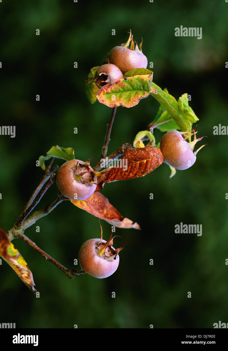 Gemeinsamen Mispel, canescens Germanica, Rosengewächse. Heimisch in Südwest-Asien und Südosteuropa. Stockfoto