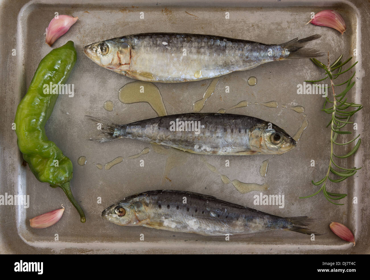 Frische Sardinen mit Pfeffer, Knoblauch, Rosmarin und Öl auf Metalltablett Stockfoto