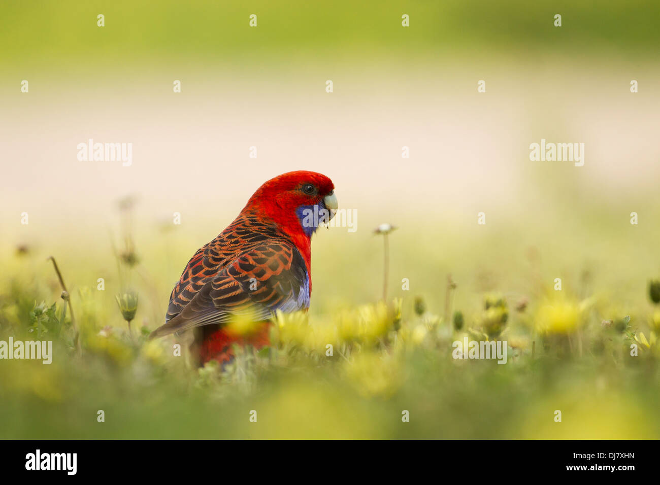 Crimson essende Löwenzahnsamen Rosella (Platycercus Elegans) Stockfoto