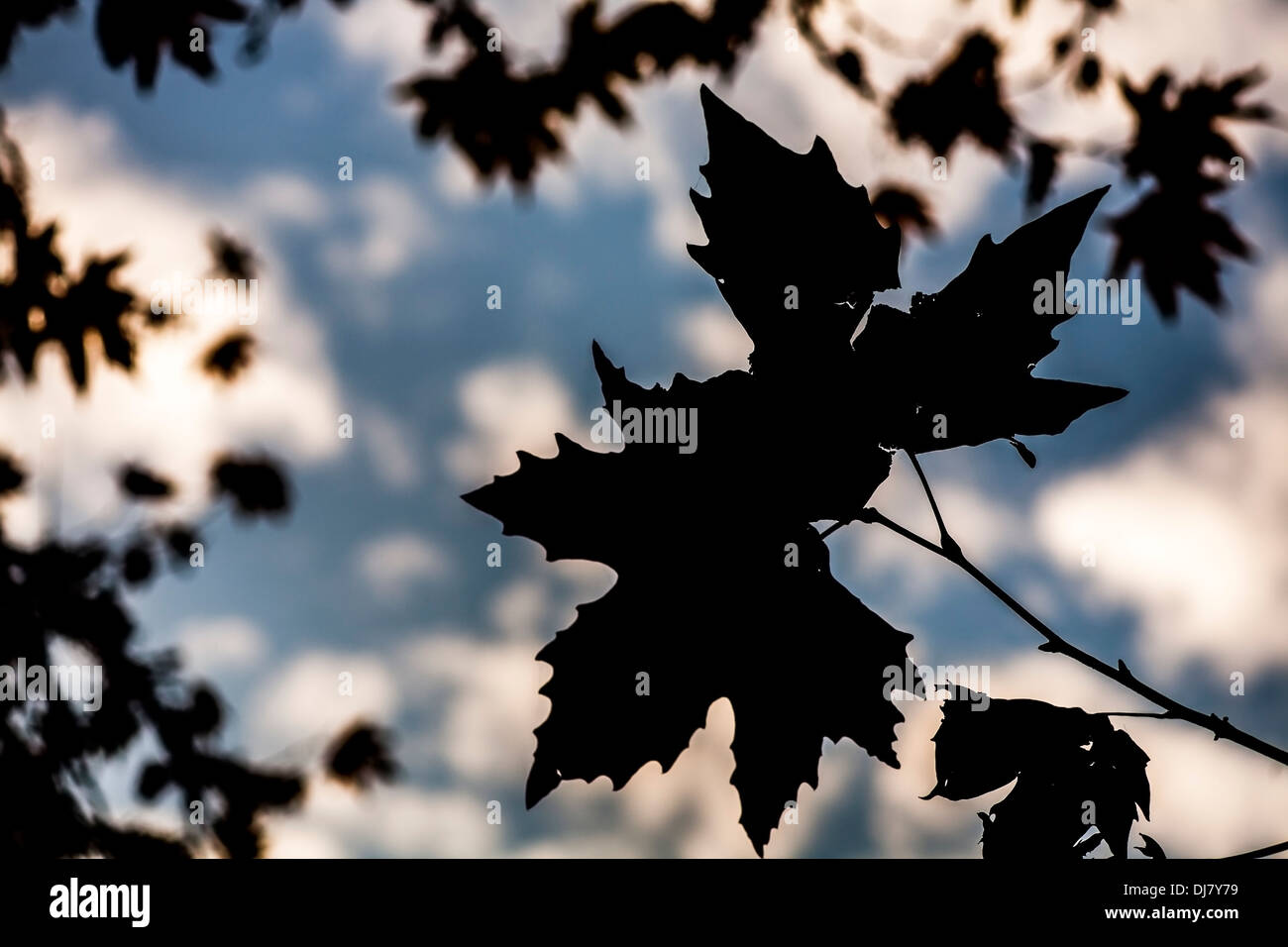 Silhouetten von Ahorn Blätter auf dem Hintergrund des blauen Himmels und der Wolken. Stockfoto