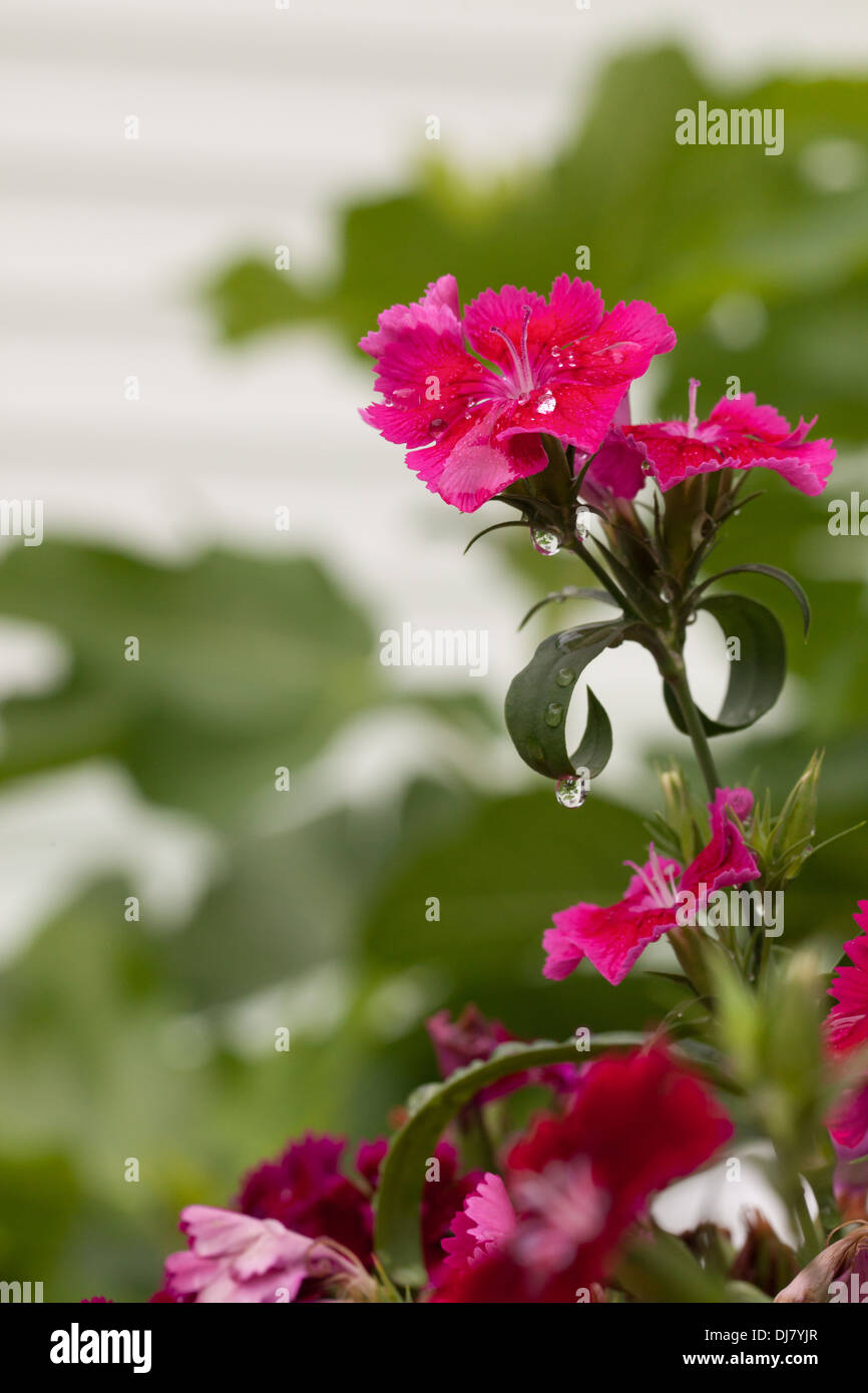 Blume mit Wasser Perlen Stockfoto