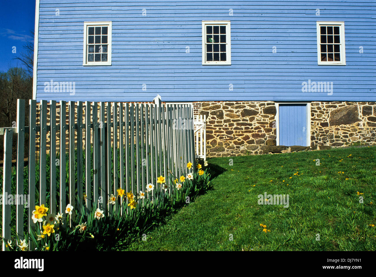 Frühlingshafte Narzissen-Garten, weißer Zaun, Walnford-Mühle in Freehhold Township, Monmouth County, New Jersey Farm, USA Landschaft Stockfoto