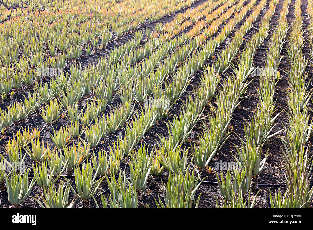Aloe Vera Ernte in Feld mit Bewsserung Rohre, Lanzarote, Kanarische  Inseln, Spanien Stockfotografie - Alamy