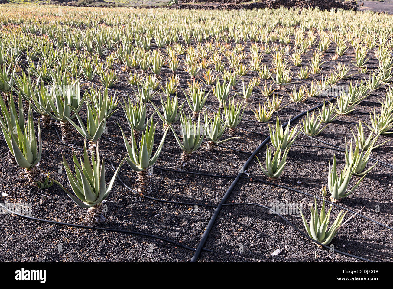 Aloe Vera Ernte in Feld mit Bewsserung Rohre, Lanzarote, Kanarische  Inseln, Spanien Stockfotografie - Alamy