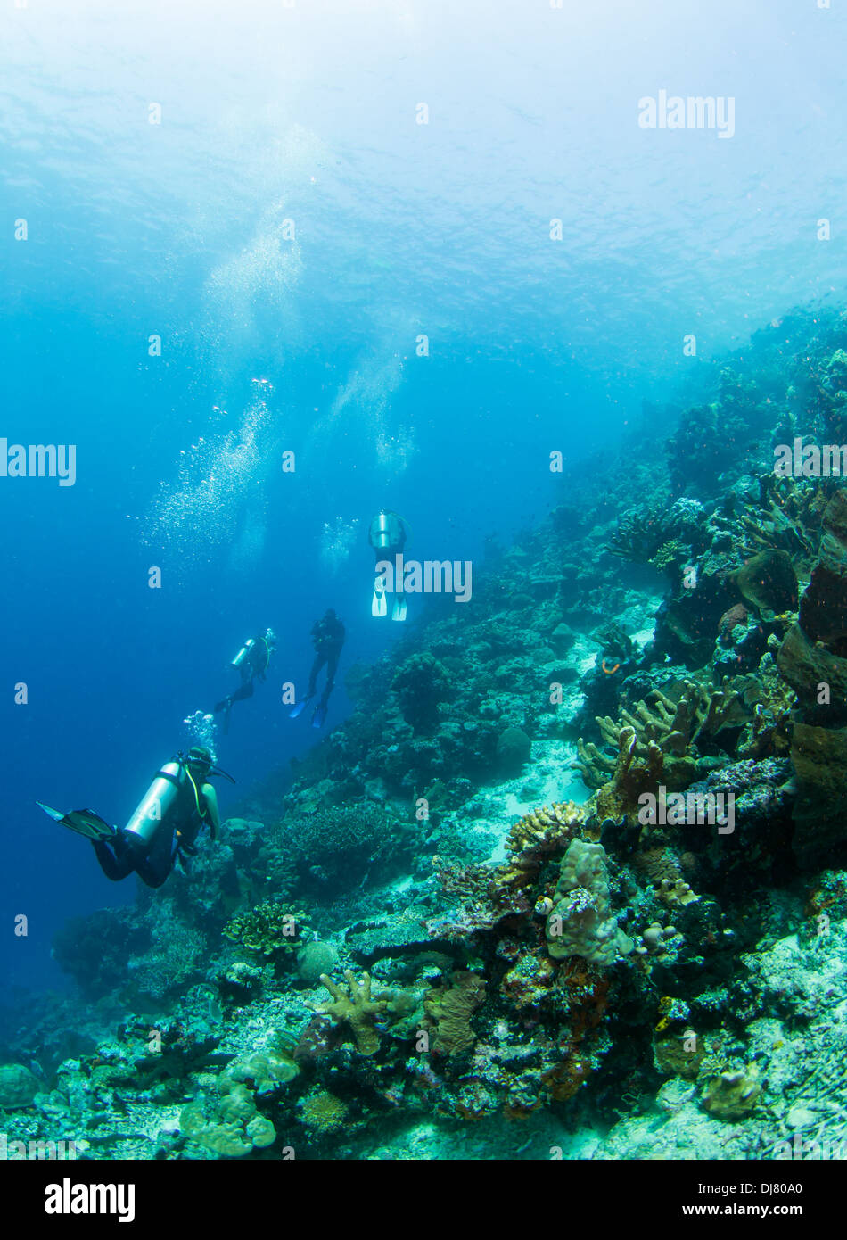 Gruppe von Tauchern in einem Korallenriff auf Bunaken, Indonesien Stockfoto