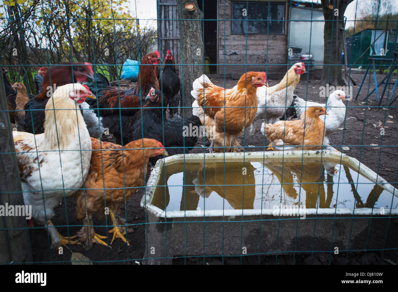 Freilaufenden Hühnern im Hühnerstall Stockfoto