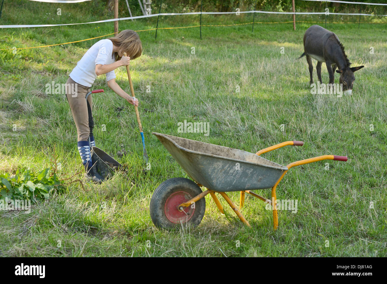 Der Weide Ausmisten Stockfoto