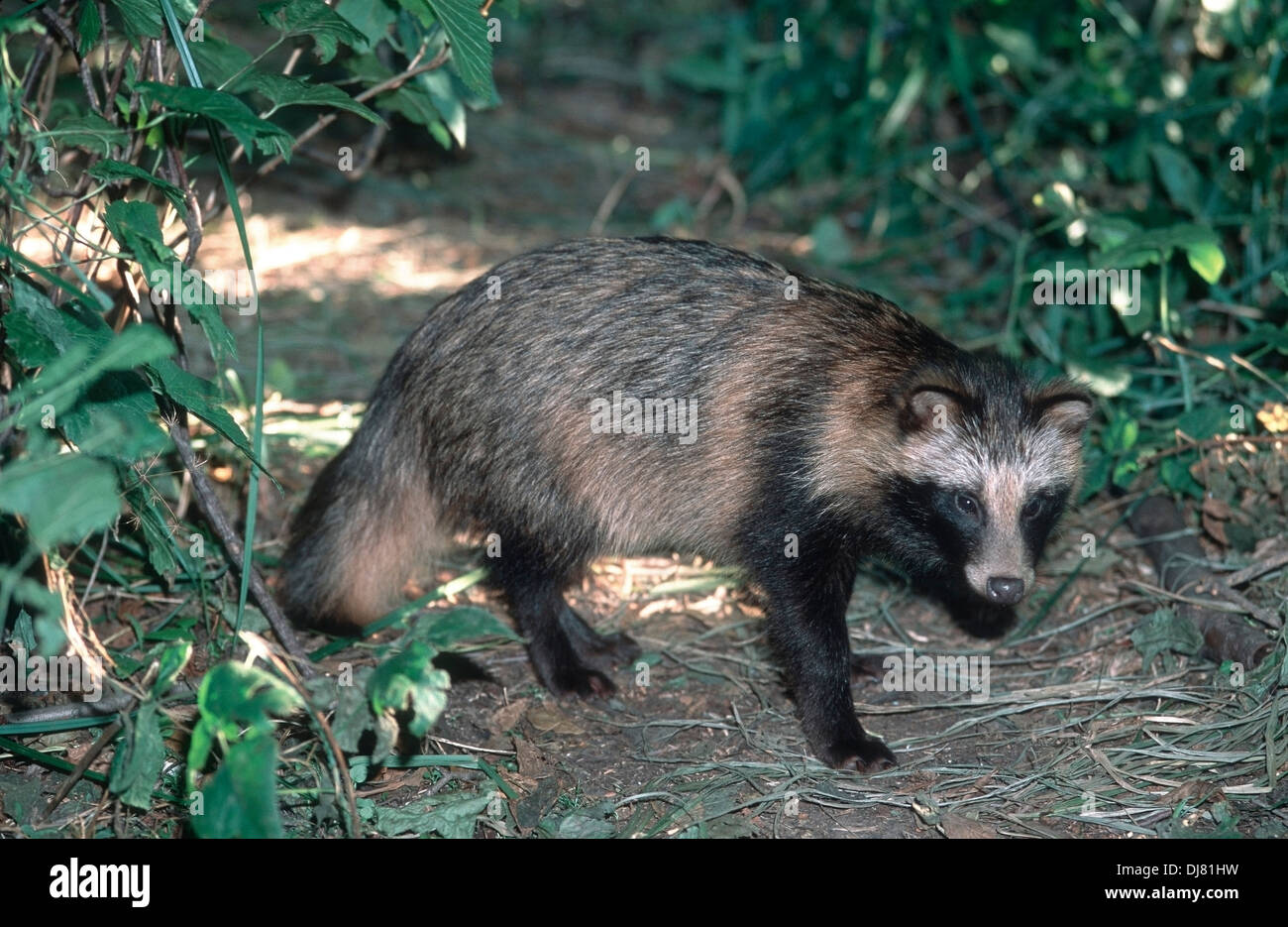 Der Marderhund (Nyctereutes procyonoides Stockfoto