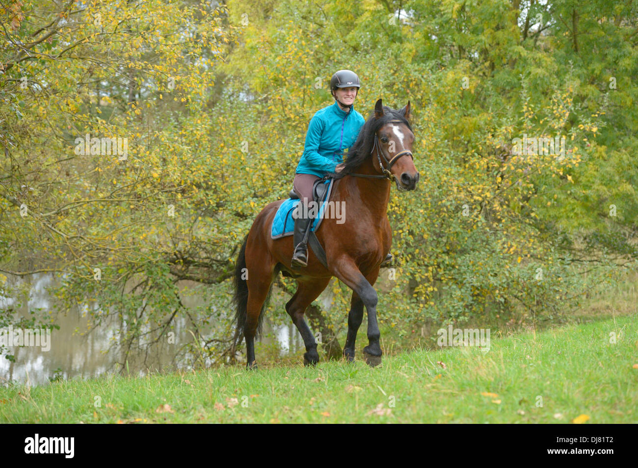 Junge Reiter auf Rückseite ein Connemara Pony-Hengst Reiten im Herbst Stockfoto