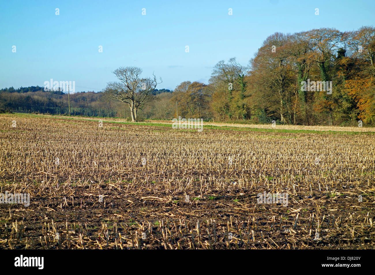 Ein Feld von Stoppeln im winter Stockfoto