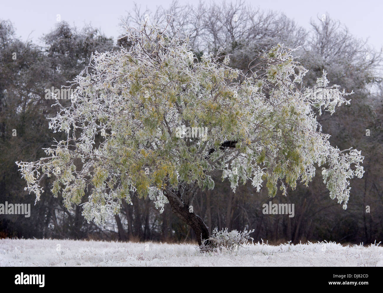 Bäume im Winter nach einem Schneefall in den Alpen, eine Stadt in der abgelegenen Big Bend-Region von Texas. Stockfoto