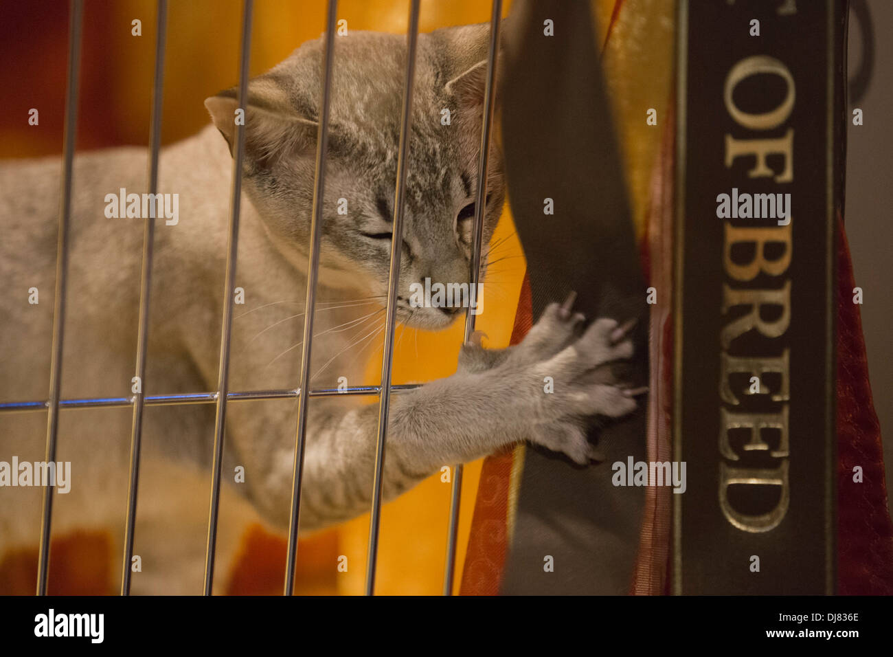 Tonkanesen Katze in einem Käfig. Obersten Katzenausstellung im National  Exhibition Centre in Birmingham, England, Vereinigtes Königreich  Stockfotografie - Alamy