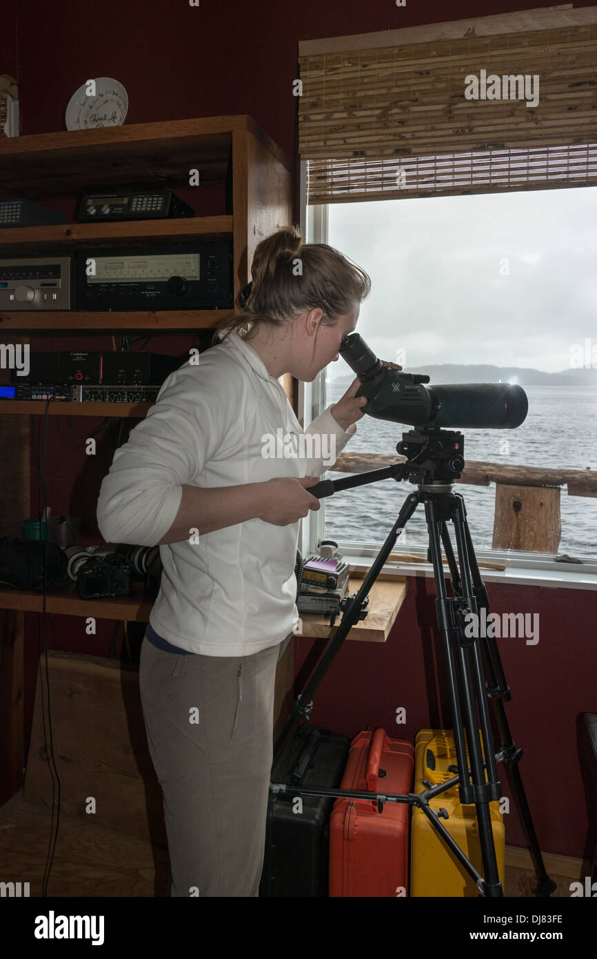 Volunteer bei Cetacea Lab Blick durch eine spotting Scope, Gil Insel, Mid Küste British Columbia Stockfoto