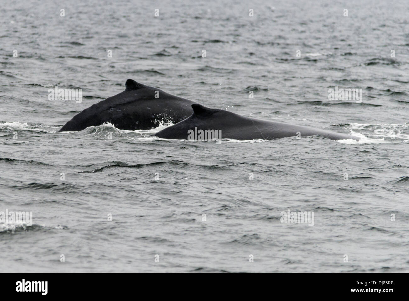 Mutter und Baby Buckelwal, böig erreichen, Mid Küste British Columbia Stockfoto