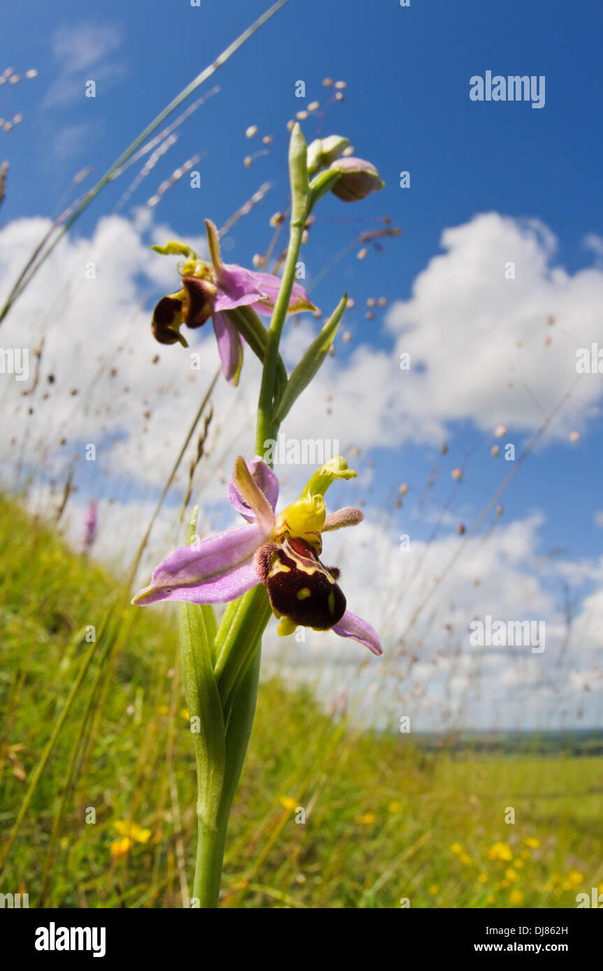 Ein Blütenstand der Biene Orchidee (Ophrys Apifera) wächst inmitten Beben Grass (Briza Media) auf einem Hügel bei Ivinghoe Beacon Stockfoto