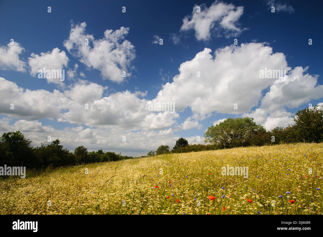 Eine traditionelle Mähwiese bei College Lake Nature reserve, Buckinghamshire. Juni. Stockfoto