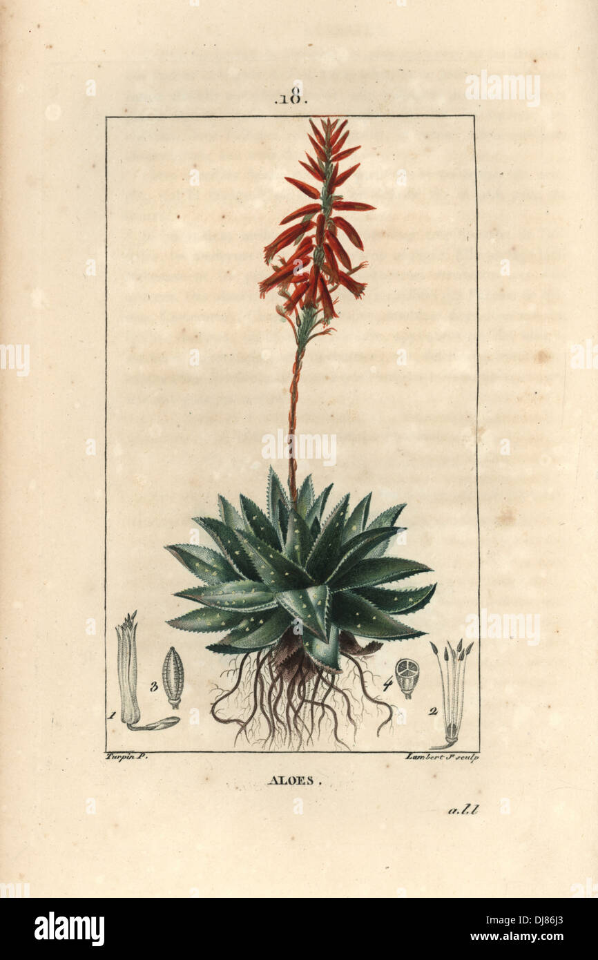 Bauschutt oder Mitra Aloe, Aloe mitriformis. Stockfoto