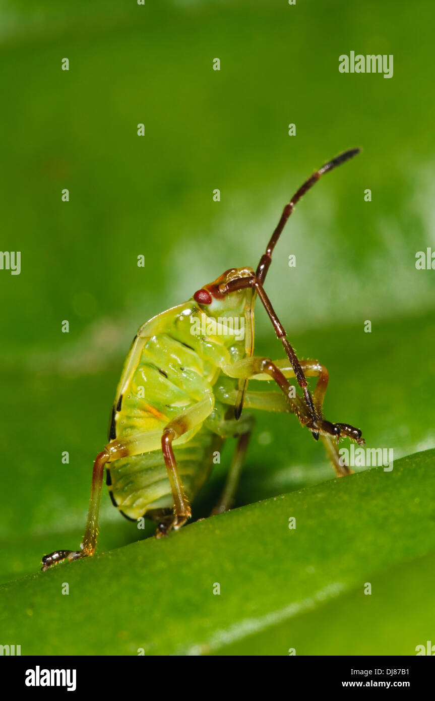 Die fünfte und letzte instar Nymphe von einer Birke Shieldbug (Elasmostethus Interstinctus) zu Fuß über ein Blatt in einem Garten. Stockfoto