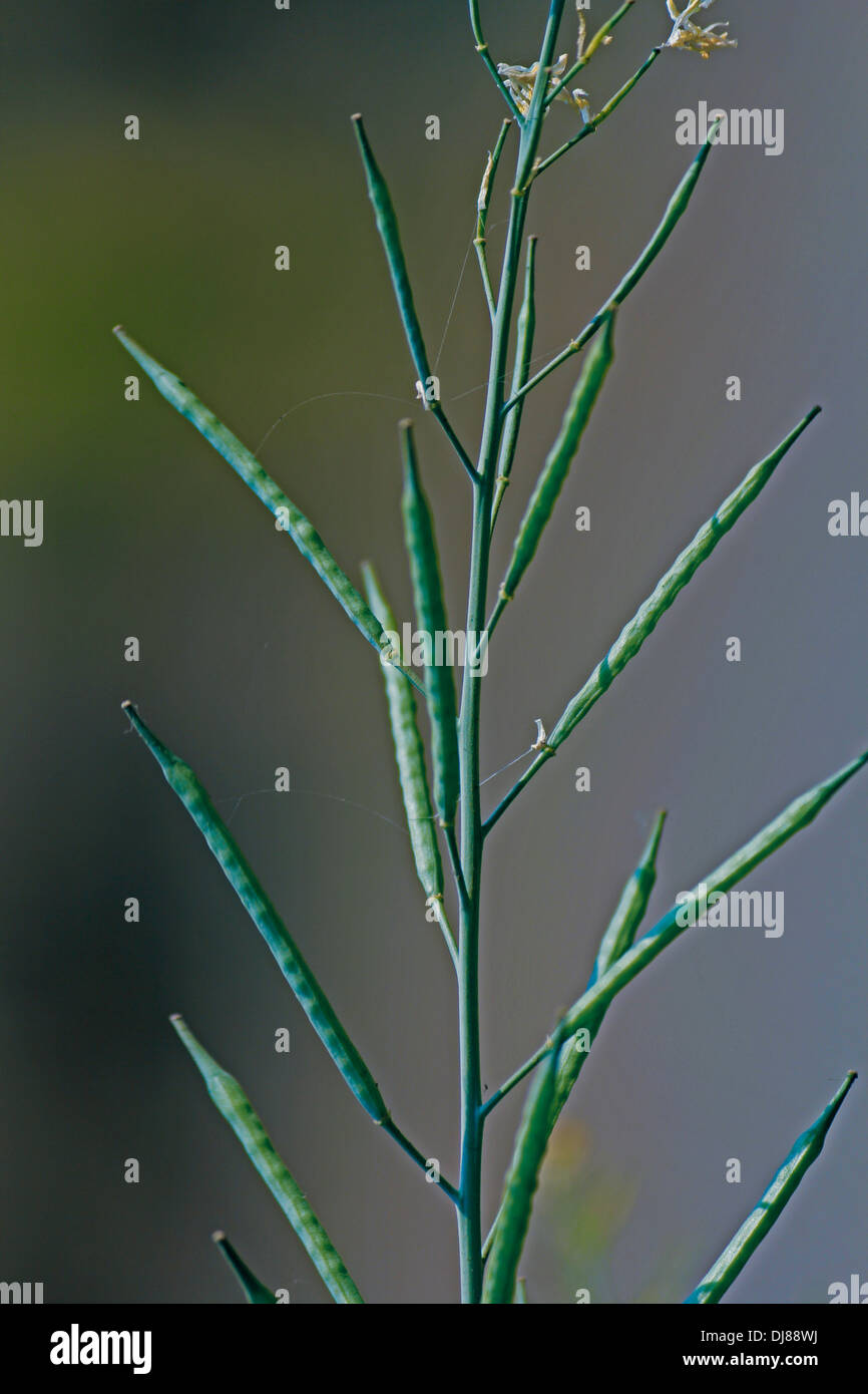 Hülsen von Brassica Nigra, schwarzer Senf mit Blüten und Schoten, Maharashtra, Indien Stockfoto
