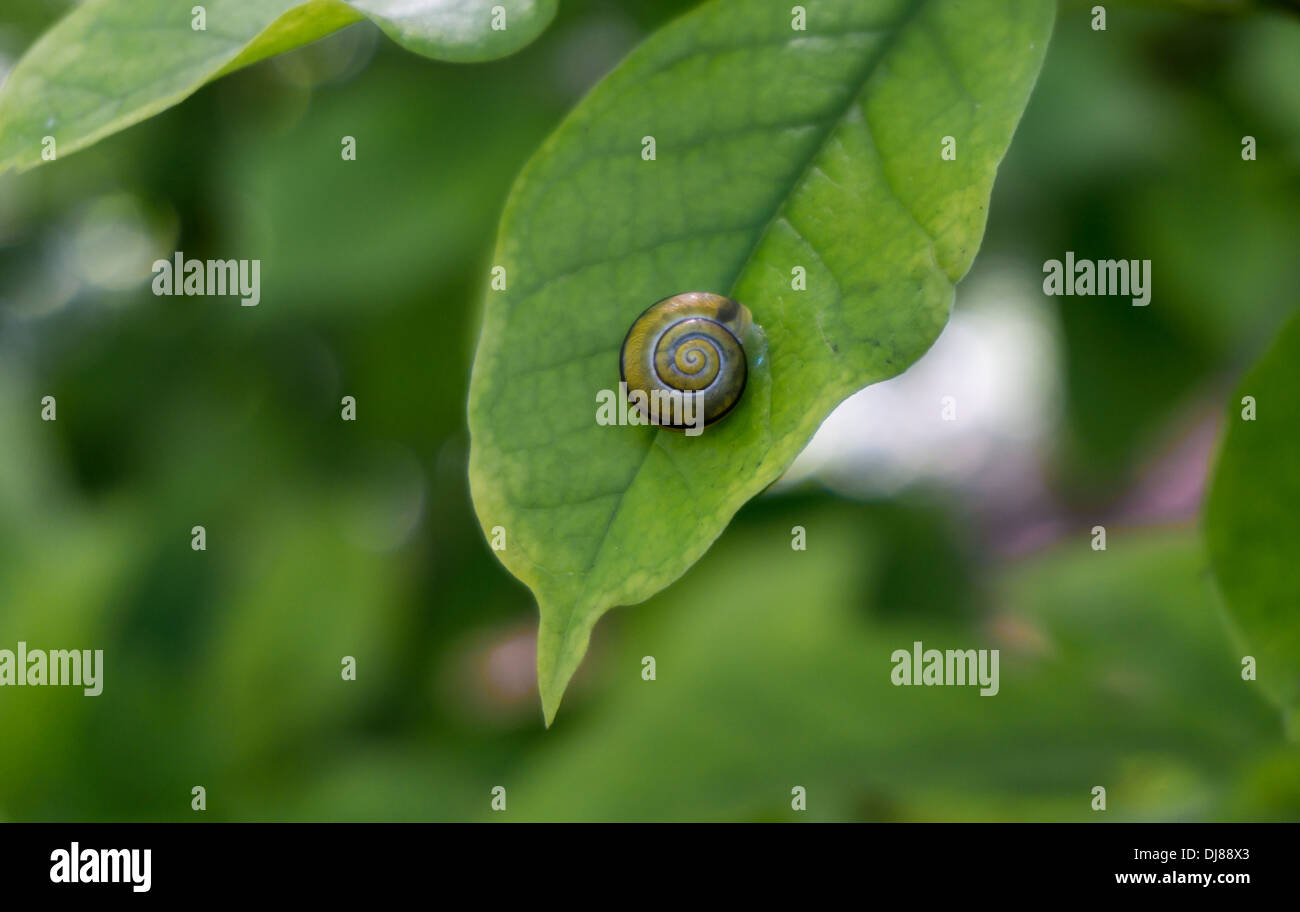 Schnecke auf einem Blatt Stockfoto